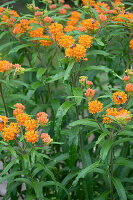 Bulbous silk plant (Asclepias tuberosa)