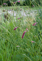 Hoher Wiesenknopf 'Rock and Roll' (Sanguisorba officinalis) im Garten