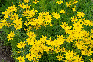 Girl's eye (Coreopsis verticilliata) in the border