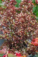 Variegated leaves of Coprosma shrub