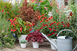 Dahlien (Dahlia), Purpurglöckchen 'Marmelade' (Heuchera), Coprosma 'Red Ruby', Kokardenblumen 'Mesa Red' (Gaillardia) in Töpfen auf der Terrasse