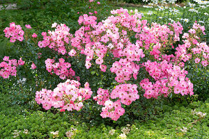 Pink flowering ground cover rose (Rosa) and Caucasus Asiatic stonecrop (Sedum spurium) in the border