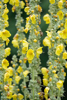 Flowering mullein (Verbascum densiflorum), close-up