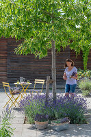 Edelkastanienbaum mit Lavendel-Unterpflanzung im Innenhof
