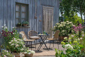 Sommerlicher Terrassenplatz mit Kübelpflanzen mit Hydrangea 'Early Sensation', Kugellauch, Flammenblume 'Landhochzeit', Kosmeen