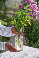 Propagation of mint by cuttings