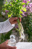 Propagation of mint by cuttings