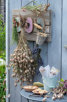 Samenstände zur Saatgutgewinnung auf Gartentisch und aufgehängt als Sträuße an Hakenleiste von   Samenstände zur Saatgutgewinnung auf Gartentisch und aufgehängt als Sträuße an Hakenleiste von Samenstände sammeln zur Saatgutgewinnung von Samenstände und Sträuße zum Trocknen aufgehängt an Hakenleiste auf Terrasse von Jungfer im Grünen, Mohn, Bergbohnenkraut, Lavendel, Oregano, Knoblauch, Luftknoblauch, Radieschen, schwarzer Rettich und Kichererbsen