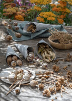 Various seed stands for seed collection