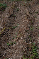 Harvested potatoes in the field