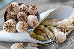 Seed pods of the opium poppy (Papaver Somniferum)