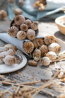 Seed pods of the opium poppy (Papaver Somniferum)