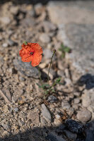 Corn poppy on stony ground