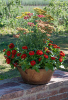 Schafgarbe 'Belle Epoque', 'Lachsschönheit', 'Helios' und Zinnien in Pflanzgefäß auf Gartenmauer