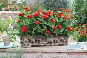 Rote Zinnien im Korbkasten