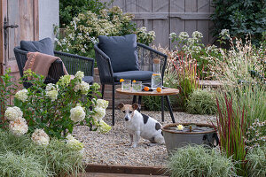 Sitzplatz mit Tisch, Stühlen und Miniteich auf sommerlicher Kies-Terrasse mit Segge 'Bicolor', Strauchhortensie 'Vanilla fraise', Prachtkerze, japanischem Blutgras 'Red Baron'