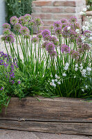 Holzkasten bepflanzt mit Berglauch, Elfenspiegel und Kuckucks-Lichtnelke 'White Robin' auf der Terrasse