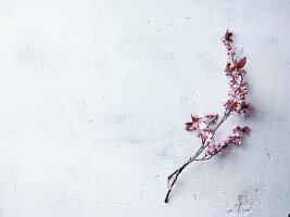 Cherry blossoms on concrete background