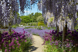 Blue-rain (Wisteria) and Allium in the park