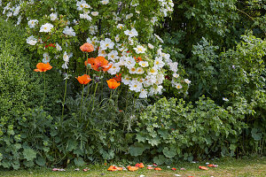 Shrub rose (Rosa) 'Nevada' and poppies (Papaver)