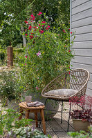 Seat on the terrace next to fragrant chickweed (Lathyrus Odoratus) in a tub