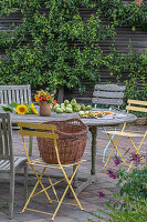 Sonnenblumen, Kapuzinerkresse im Krug und frisch gepflückte Birnen auf Terrassentisch