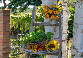 Marigolds in a hanging pot and an arrangement of basil, tomatoes, marigolds and sunflower on a ladder in the garden