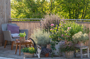 Sitzplatz auf dem Balkon mit Malve, Strohblume und Kräutern in Pflanztöpfen