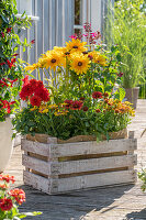 Dahlien, Rudbeckia Hirta und Kapkörbchen in Holzkiste auf Terrasse