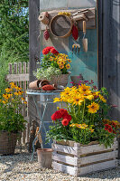 Garden utensils on wall board including dahlias, Cape baskets and Rudbeckia Hirta in planters