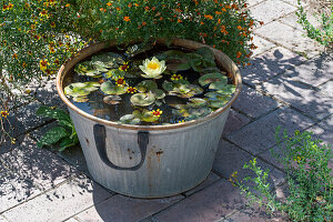 Water lilies and dahlia blossoms in the mini pond on the terrace