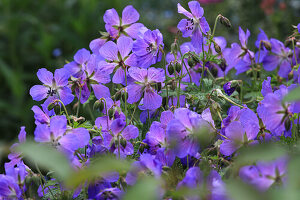 Purple flowers of the cranesbill (Geranium)