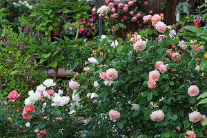 Verschiedene englische Rosen umrahmen die Terrasse