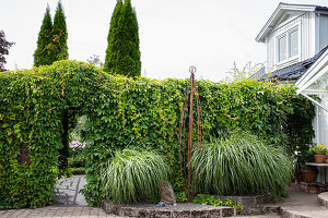 Green hedge with passageway