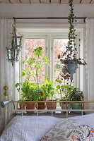 Topfpflanzen auf der Fensterbank im Schlafzimmer