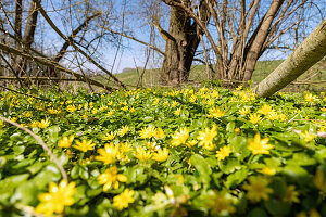 Carpet of winter flowers, (Eranthis hyemalis), under shrubs