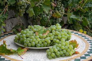 Grüne Weintrauben auf Gartentisch
