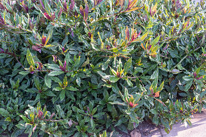 Okinawa spinach, also known as Handama (Gynura crepioides), in the vegetable bed in the garden