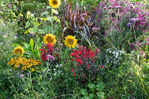 Sonnenblumen (Helianthus), Sonnenbraut (Helenium), Herbstastern, Knoblauchsrauke, Rotes Federborstengras (Pennisetum setaceum Rubrum) in Blumenbeet