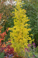 Herbstlicher Garten mit Chinesischer Pflaume (Prunus salicina) und Ginkgo Biloba