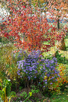 Autumn flowerbed with Japanese flowering dogwood (Cornus kousa), lampion flower (Physalis alkekengi) and autumn asters