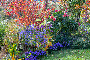 Herbstliches Blumenbeet mit Japanischem Blumenhartriegel (Cornus kousa), Dahlien (Dahlia), Lampionblume (Physalis alkekengi), Kissenastern, Mangold