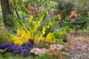 Judasbaum(Cercis), Großblütige Abelie (Abelia Grandiflora), Kissen-Aster (Aster dumosus), Herbstchrysantheme, in herbstlichem Garten
