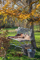 Autumn garden with larch, autumn chrysanthemum, hornbeam and garden bench