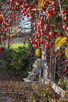 Ornamental apple tree with fruit in the autumn garden