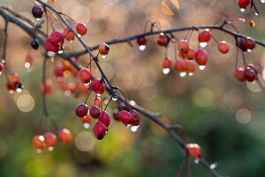 Zweige eines Zierapfelbaumes mit Wassertropfen auf den Früchten