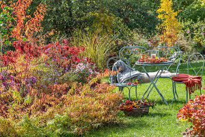 Gartentisch vor herbstlichem Blumenbeet mit Sumpf-Wolfsmilch (Euphorbia palustris), Kissenaster (Aster dumosus), Herbstanemonen, Japanischem Schneeball (Viburnum plicatum)