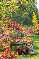 Geerntete Früchte auf Bank vor herbstlichem Blumenbeet mit Sumpf-Wolfsmilch (Euphorbia palustris), Kissenaster, Herbstanemonen, Japanischer Schneeball und Hund