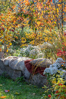 Sitzplatz auf Mauer in herbstlichem Garten mit Herbstastern, Zaubernuss (Hamamelis) und Lampionblume (Physalis alkekengi)