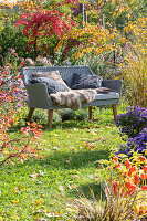Garden bench in autumnal garden with cushion aster (Aster dumosus) and peacock (Euonymus europaeus)